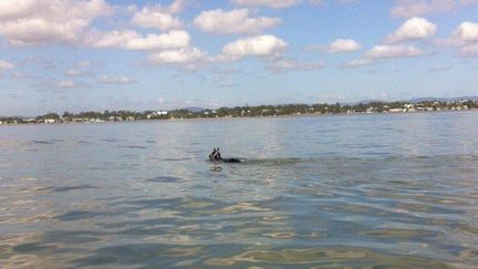 Rebel Rover au large de la baie de Moreton (Australie), jeudi 25 février 2016. (VMR Brisbane Inc / FACEBOOK)