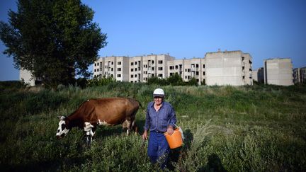 Un homme et une vache dans un champ, près d'une résidence, à Béléné, en Bulgarie, le 21 juillet 2013. (DIMITAR DILKOFF / AFP)