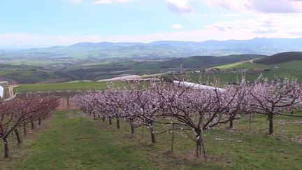 Changement climatique : les températures douces inquiètent les agriculteurs (FRANCEINFO)