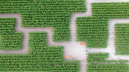 Un couple de Bretons a eu l'idée originale de créer un labyrinthe dans un champ de maïs près de Rennes (Ille-et-Vilaine). (CAPTURE ECRAN FRANCE 3)