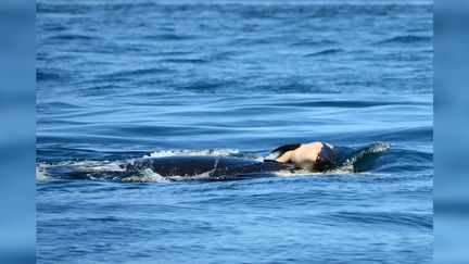 L'orque et son bébé mort dans le Pacifique, fin juillet 2018. (MICHAEL WEISS / CENTER FOR WHALE RESEARCH)