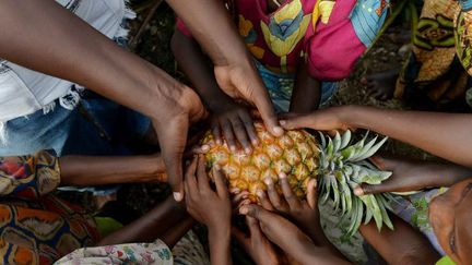 Pendant la récolte d'ananas (AFP - FRANK MAY - PICTURE ALLIANCE - DPA)