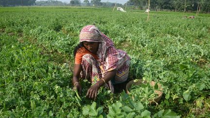 Cette femme, qui travaille dans les champs autour de la ville de Calcutta, vit de l'agriculture, comme 60% de la population active en Inde.&nbsp; (SONALI PAL CHAUDHURY / NURPHOTO / AFP)