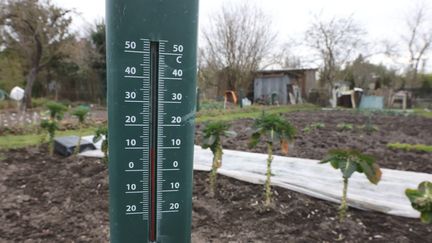 Les températures élevées et le manque de précipitations mènent la vie dure aux cultures de ce jardin d'Amiens (Somme). (FRED HASLIN / MAXPPP)