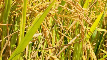 Un riz local de qualité est désormais produit en Nouvelle-Calédonie. La relance de la filière s'est faite en 5 ans d'études et d'expérimentations&nbsp; (NC La 1ere / Cédrick Wakahugnème)