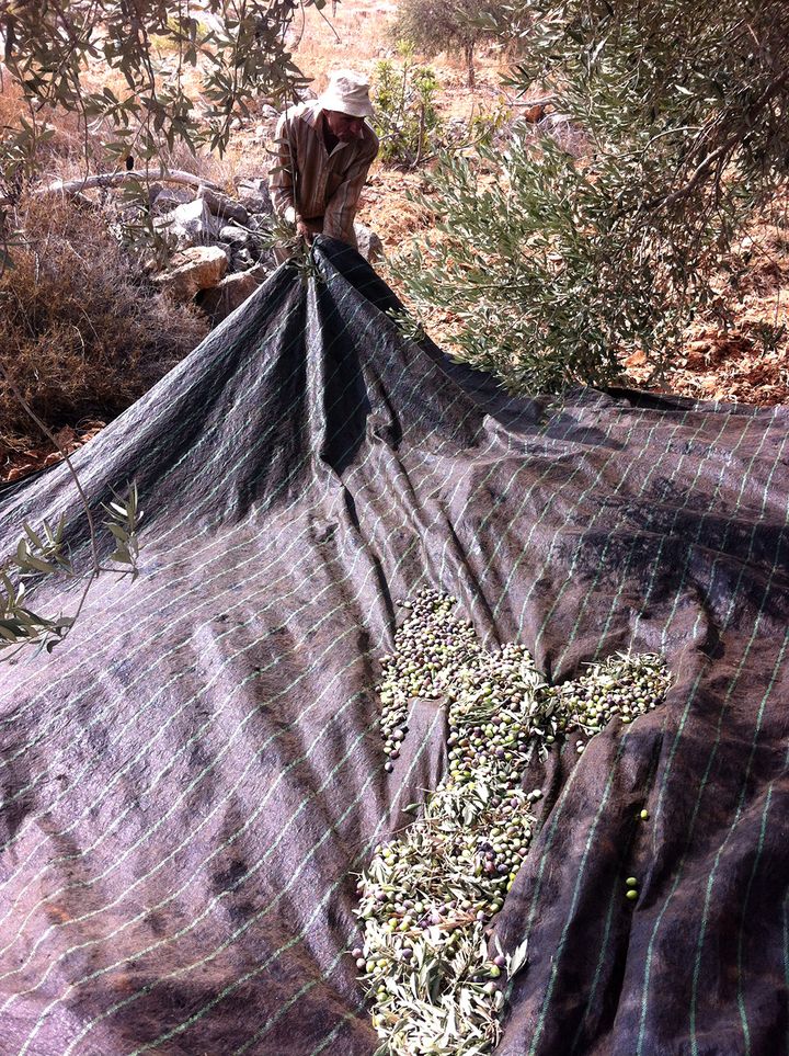 Récole des olives de la famille Besharyeh&nbsp;dans le village d'Aboud, au Nord de Ramallah.&nbsp; (NICOLAS ROPERT)