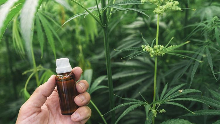 Une fiole d'huile de CBD dans un champ de cannabis. (IGOR STEVANOVIC / SCIENCE PHOTO / IST / AFP)