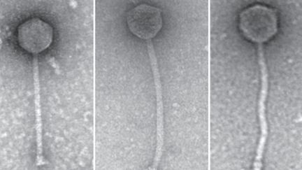 Les trois phages utilisés contre l'infection bactérienne d'Isabelle Carnell-Holdaway. (Cr&eacute;dits Photo : &copy; Nature Medicine, Mai 2019 - Dedrick et al.)