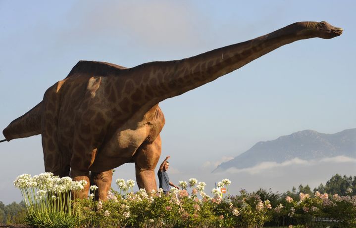 Une maquette de diplodocus expos&eacute;e &agrave; Colunga (Espagne), le 14 ao&ucirc;t 2009. (ELOY ALONSO / REUTERS)