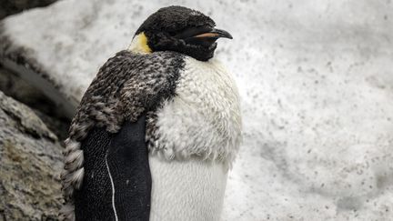 Un manchot empereur, le 18 février 2023, sur l'île Horseshoe, en Antarctique. (SEBNEM COSKUN / ANADOLU AGENCY / AFP)