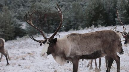 Écosse : à la rencontre des rennes des Cairngorms