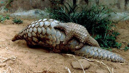 &nbsp; (Le pangolin est depuis plusieurs années en voie d'extinction © Reuters)