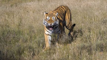 Une tigresse du Bengale dans une&nbsp;réserve privée en Afrique du Sud, le 14 février 2020. (SYLVAIN CORDIER / BIOSPHOTO / AFP)