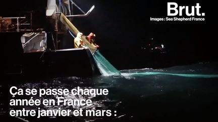 4000 cétacés meurent chaque année à cause de la pêche au bar qui se déroule sur les côtes françaises.