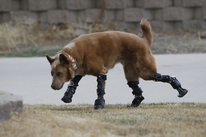 Ces Inventions Qui Permettent Aux Animaux De Continuer A Marcher