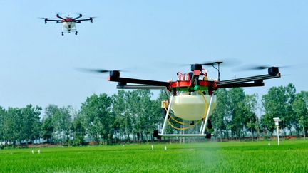 Des drones diffusent des pesticides au dessus d'un champ. (STR / AFP)