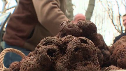 Gastronomie : la saison de la truffe est lancée