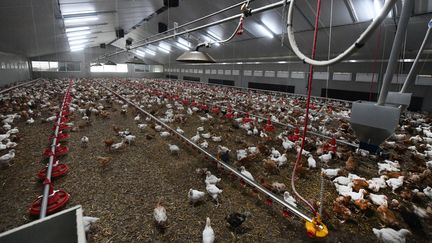 Des poulets dans une exploitation du nord de la France, le 9 novembre 2020. (photo d'illustration)  (MAXPPP)