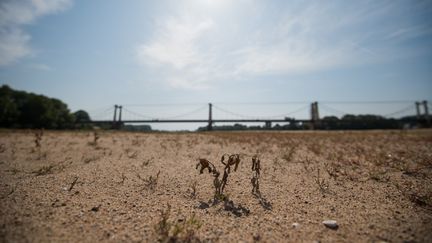 La Loire à Montjean-sur-Loire, le 24 juillet 2019 (LOIC VENANCE / AFP)