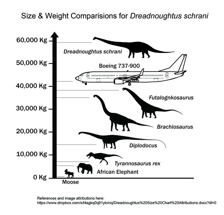 Le dinosaure&nbsp;Dreadnoughtus schrani est presqu'aussi grand qu'un Boeing 737-900. (KENNETH LACOVARA / AFP)