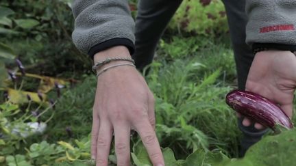 Consommation : faire des économies en développant son propre potager