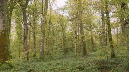 Sécheresse : 2 000 arbres doivent être abattus à Besançon