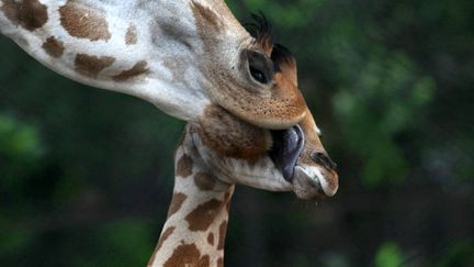 Une girafe l&egrave;che son petit &acirc;g&eacute; d'un mois au zoo de Calcutta (Inde), le 24 juin 2013. (MAXPPP)