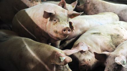 Crise du porc : les cours ne descendront pas en dessous de 1,37 le kilo