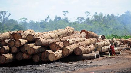 Troncs d'arbres&nbsp;entreposés près d'une usine de contreplaqué au Gabon (WITT/SIPA)