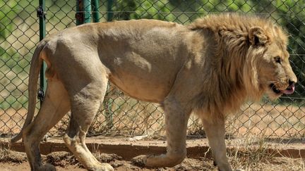 Scarface et Mansour, deux lions mâles du zoo de Khartoum, ont pu eux aussi être libérés à temps pour rejoindre la réserve. Ils sont arrivés avec les côtes saillantes et totalement déshydratés. Al-Tayyeb a hérité du prénom d'un bénévole parti récemment en Ouganda pour reprendre des études et devenir vétérinaire, après avoir découvert sa passion dans la réserve. &nbsp; &nbsp; (ASHRAF SHAZLY / AFP)