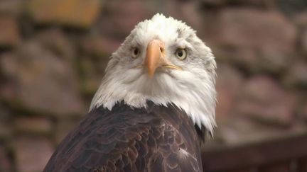 Moselle : à la découverte de la volerie des aigles