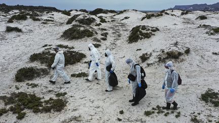 Des employés du gouvernement chilien ramassent des oiseaux morts retrouvés sur les plages de l'île Damas au Chili, le 30 mai 2023. (MARTIN BERNETTI / AFP)