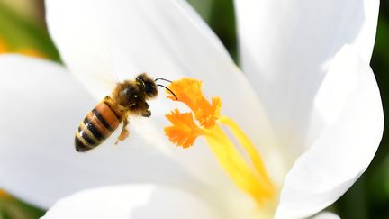 Abeille butinant une fleur du parc Saint James à Londres. La raréfaction des abeilles représente une menace pour la sécurité alimentaire. (TOBY MELVILLE / X90004)