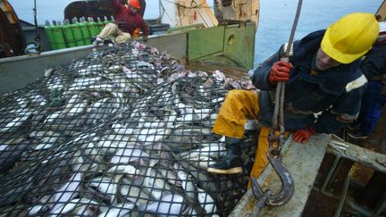 Un filet de pêche rempli de poissons sur un chalutier. (MARCEL MOCHET / AFP)