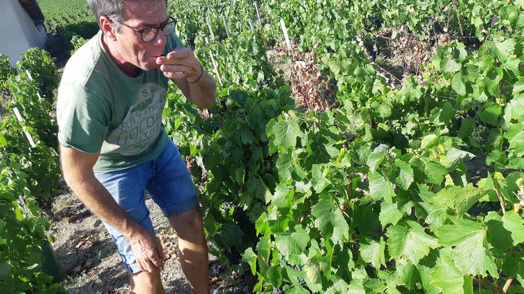 Distance Dans Les Vignes Et Les Logements Kit Sanitaire Pour Les Saisonniers Dans Le Beaujolais Des Vendanges Precoces Et Adaptees Au Covid 19