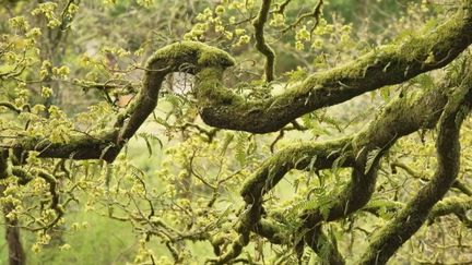 Bretagne : la forêt de Huelgoat et ses légendes