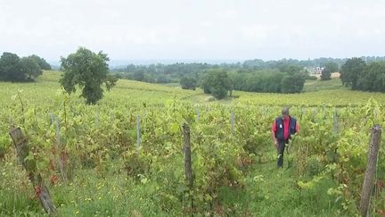 Viticulture : victoire pour les salariés du château de Pic