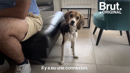 Bianca a passé ses premiers mois en tant qu'animal de laboratoire. Mais grâce à une campagne menée par Lilo, moteur & solidaire, elle a pu retrouver un foyer... Voici sa nouvelle vie au sein de sa famille adoptive.