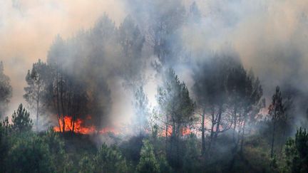 Un incendie de végétation à Landiras (Gironde), mercredi 13 juillet 2022. (LAURENT THEILLET / POOL)