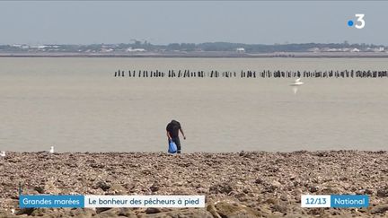 Le retour des grandes marées est une aubaine pour les pêcheurs à pied à la recherche de crevettes. Les coefficients dépassent les 100. De quoi passer un bon moment comme à Fouras, en Charente.  (France 3)