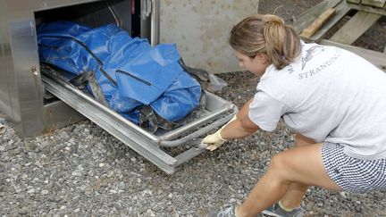 Le cadavre d'un dauphin retrouv&eacute; mort &agrave; Margate, dans le New Jersey (Etats-Unis) le 1er ao&ucirc;t 2013, est plac&eacute; dans un coffre r&eacute;frig&eacute;r&eacute;.&nbsp; (MCT / SIPA )