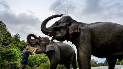 Un mahout (maître d'éléphants) donne un bain à deux éléphants en Indonésie, lors de la journée internationale de ces mammifères. (CHAIDEER MAHYUDDIN / AFP)