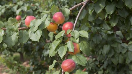 L'abricot, le fruit de l'été aime les terres du Roussillon. (MAXPPP)