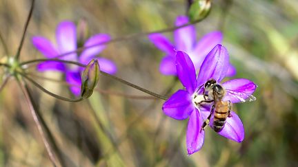 Une abeille en train de polliniser une fleur, le 12 mai 2017, en Californie. (Photo d'illustration) (FREDERIC J. BROWN / AFP)