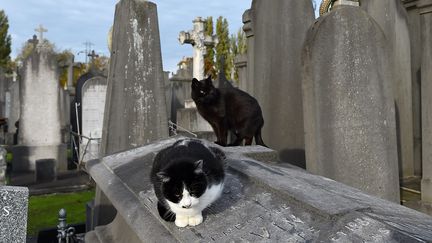 Chats errants dans un cimetière (photo d'illustration) (MAXPPP)