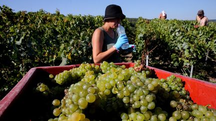 Un salarié agricole se désaltère pendant les vendanges lors d'un épisode de canicule, à Ludes (Marne), le 8 septembre 2023. (FRANCOIS NASCIMBENI / AFP)