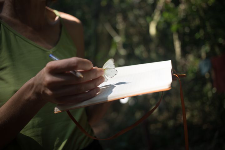 D'autres papillons sont attrapés (6 décembre 2019). (FLORENT VERGNES / AFP)