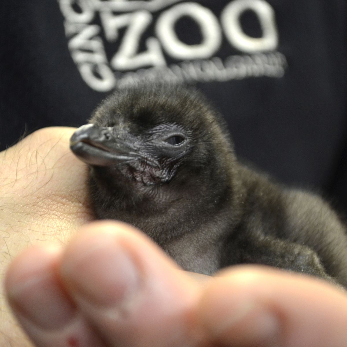 Video Le Zoo De Cincinnati Prenomme Un Bebe Manchot Bowie