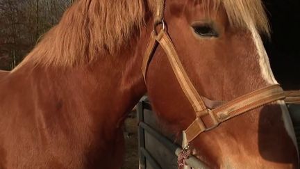 Élevage : le cheval des Flandres fait son retour en Europe grâce à un éleveur du Nord de la France