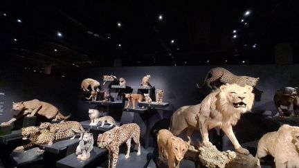 L'exposition "Félins" à voir jusqu'en janvier 2024 au muséum d'Histoire naturelle de Paris. (OLIVIER EMOND / RADIO FRANCE)